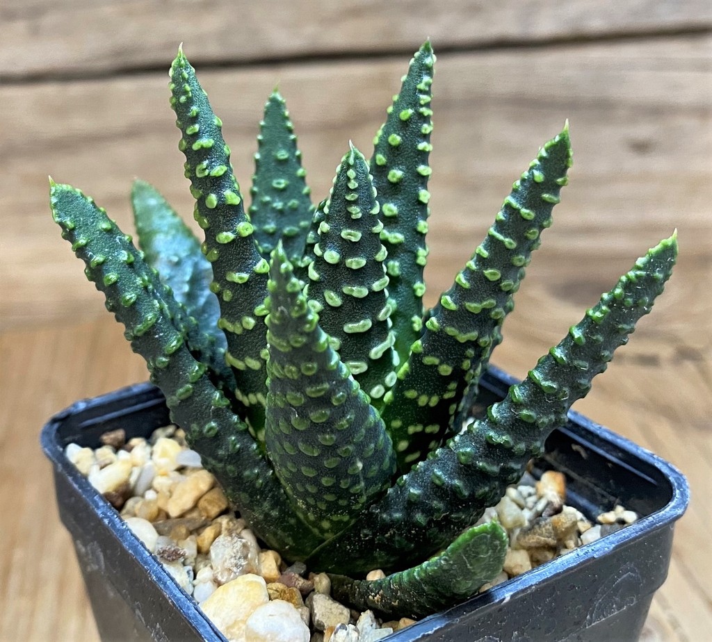 SH26835 Haworthia pumila