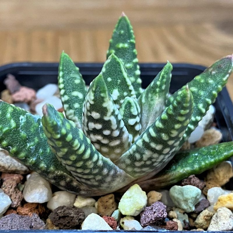 SH26837 Haworthia pumila -Japan-, compact form
