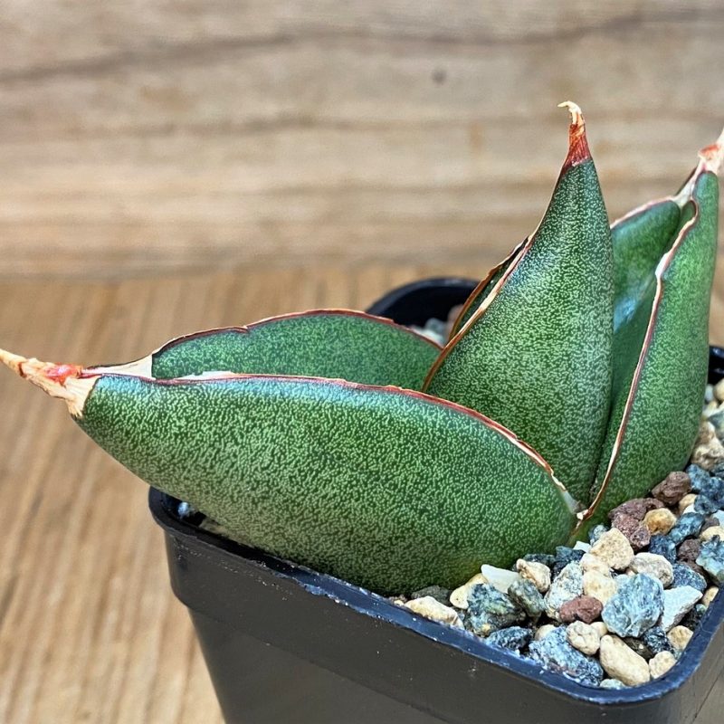 SH26819 Sansevieria ‘Opera House’