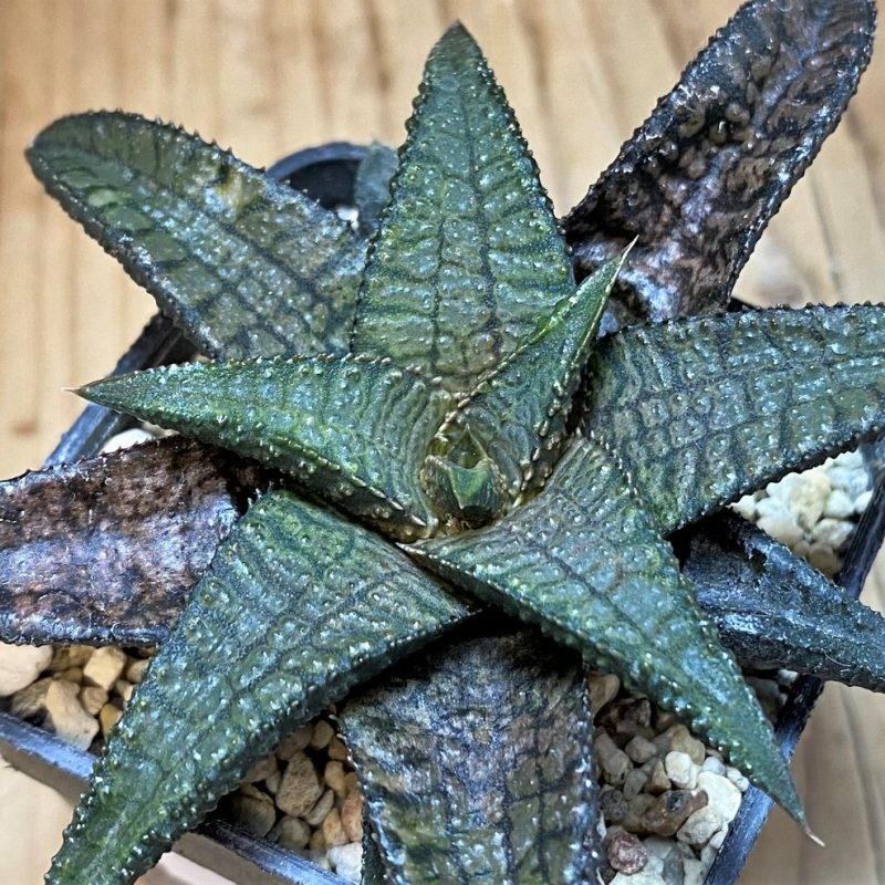 SH26838 Haworthia koelmaniorum 'Dragon King'