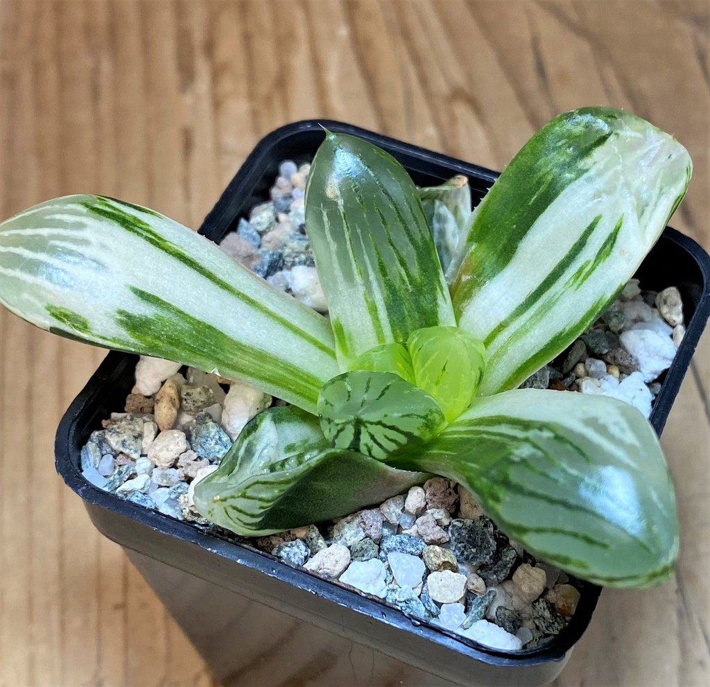 SH26839 Haworthia obtusa f. variegata - Image 3