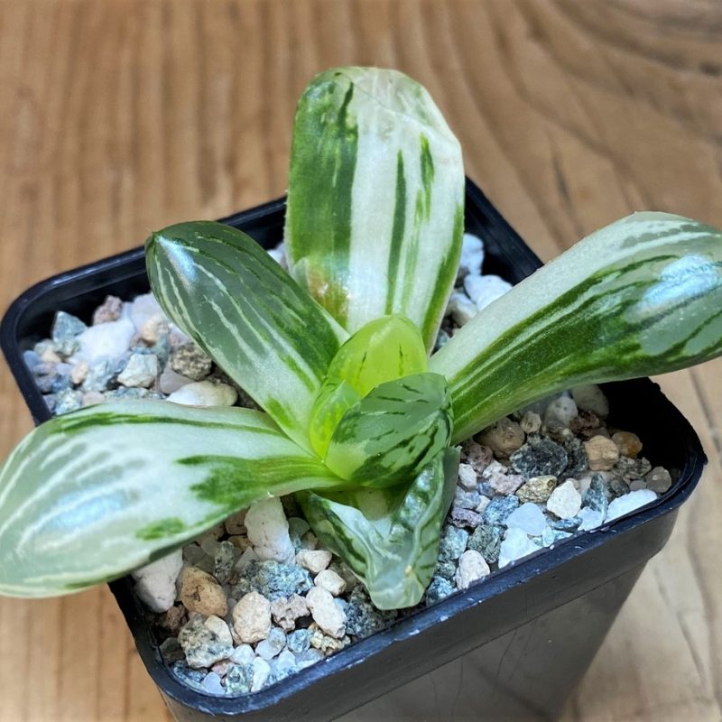 SH26839 Haworthia obtusa f. variegata