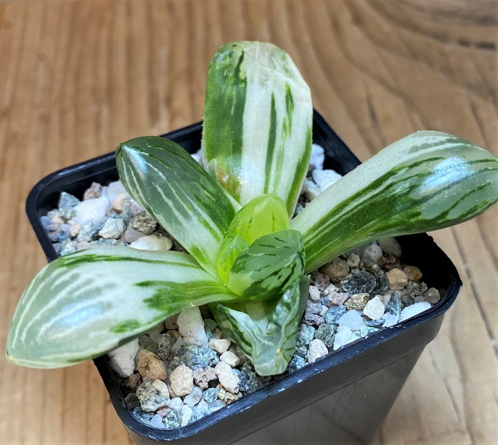 SH26839 Haworthia obtusa f. variegata