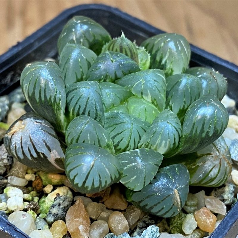 SH26840 Haworthia obtusa 'Black' f. variegata
