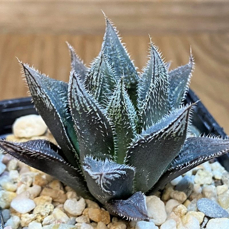 SH26842 Haworthia venusta hybrid