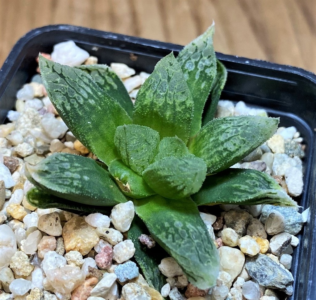 SH26843 Haworthia ‘Mordor’ x ‘Nautilus’ - Image 2
