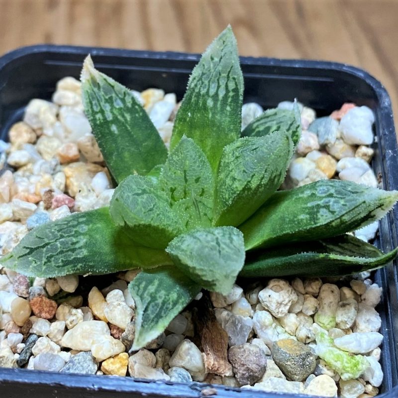 SH26843 Haworthia ‘Mordor’ x ‘Nautilus’