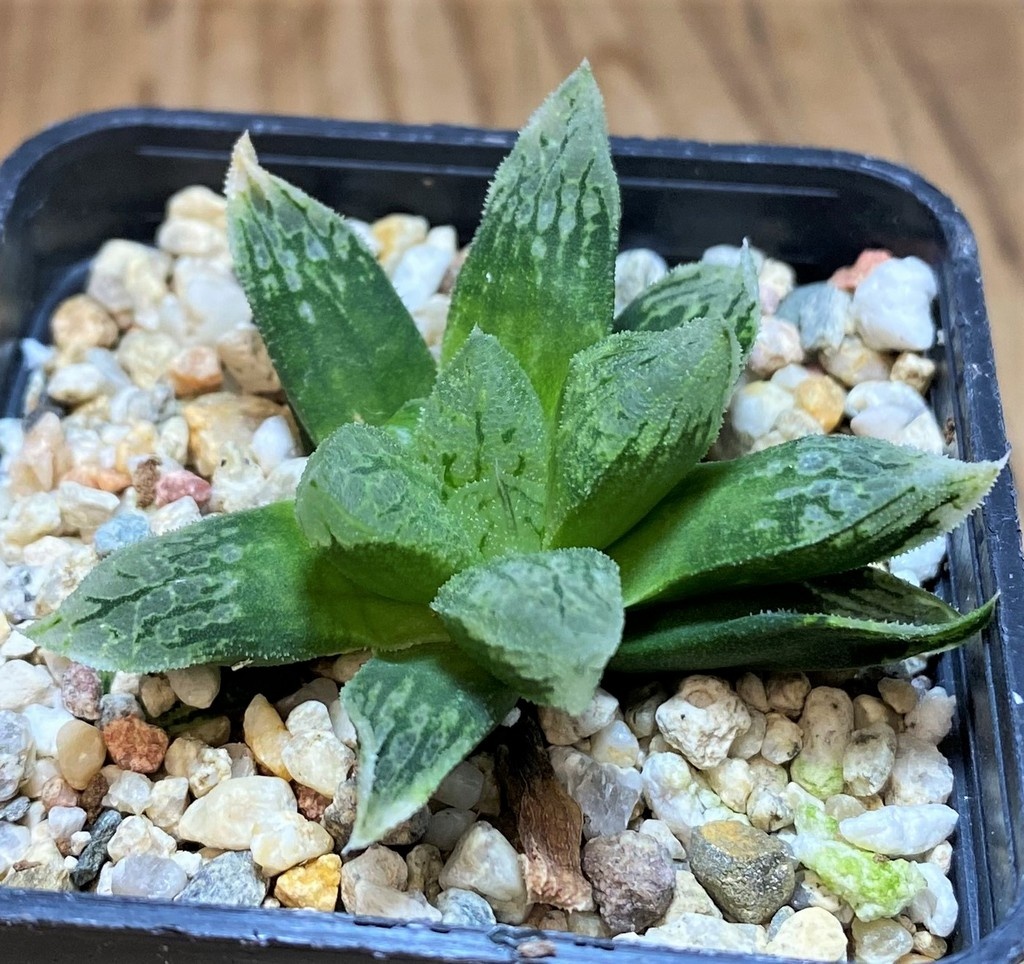 SH26843 Haworthia ‘Mordor’ x ‘Nautilus’