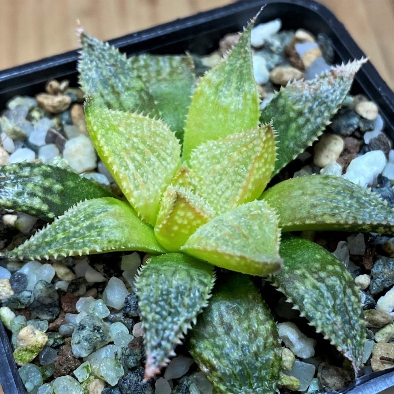 SH26844 Haworthia 'Hakuma'