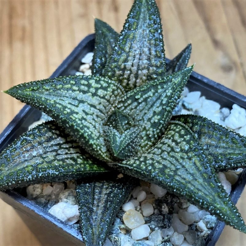 SH26846 Haworthia 'Kintaikyo'