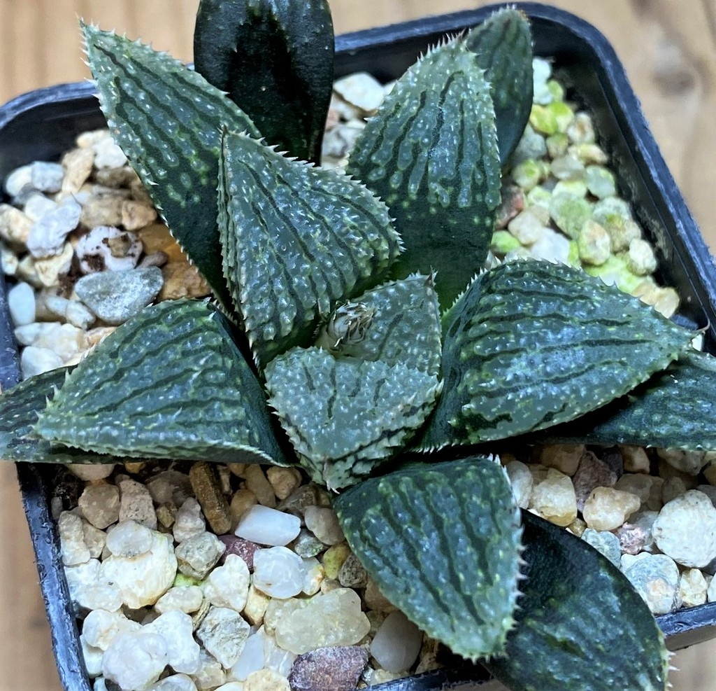 SH26847 Haworthia ‘Korizato’ hybrid - Image 2
