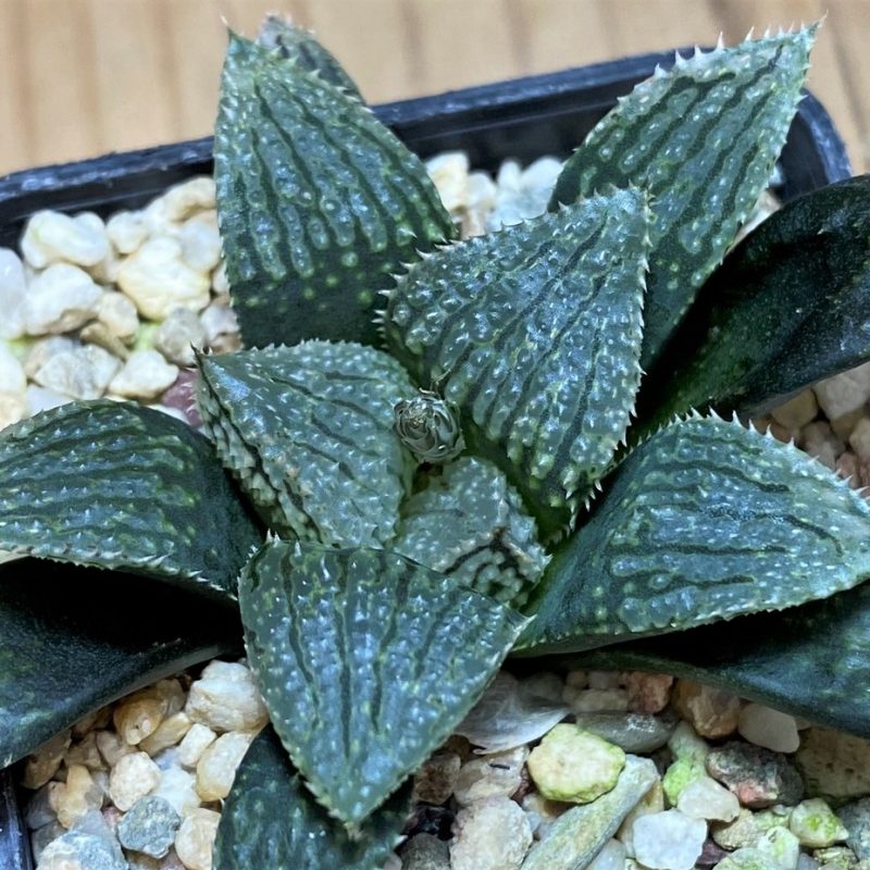 SH26847 Haworthia ‘Korizato’ hybrid