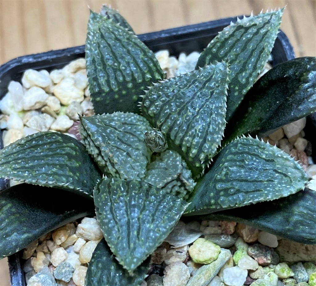 SH26847 Haworthia ‘Korizato’ hybrid