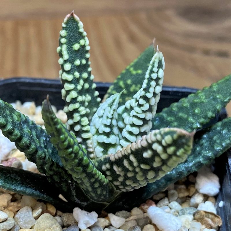 SH26848 Haworthia pumila -Japan-