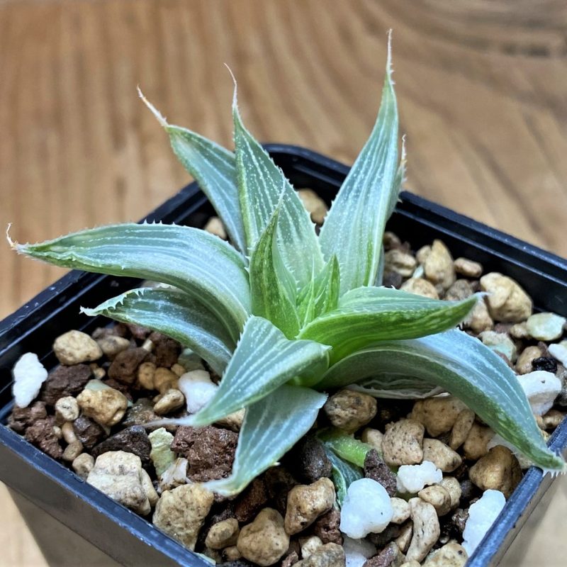SH26849 Haworthia 'Grey Ghost'