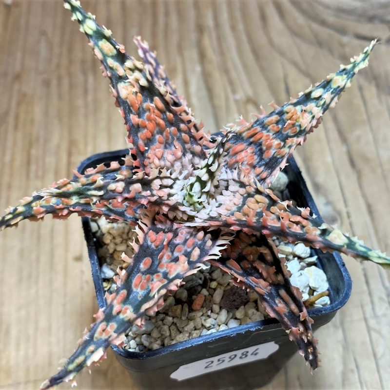 SH25984 Aloe TCT hybrid