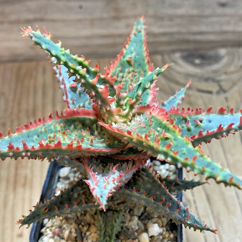 SH25985 Aloe TCT hybrid