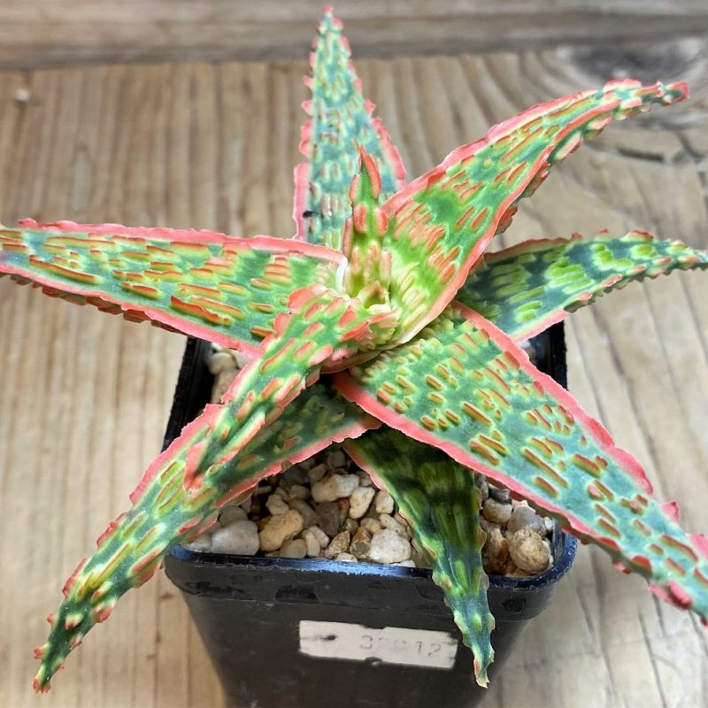 SH25986 Aloe TCT hybrid