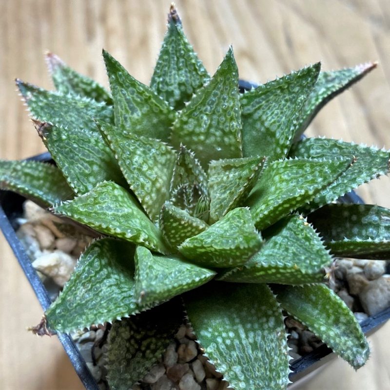 SH25955 Haworthia