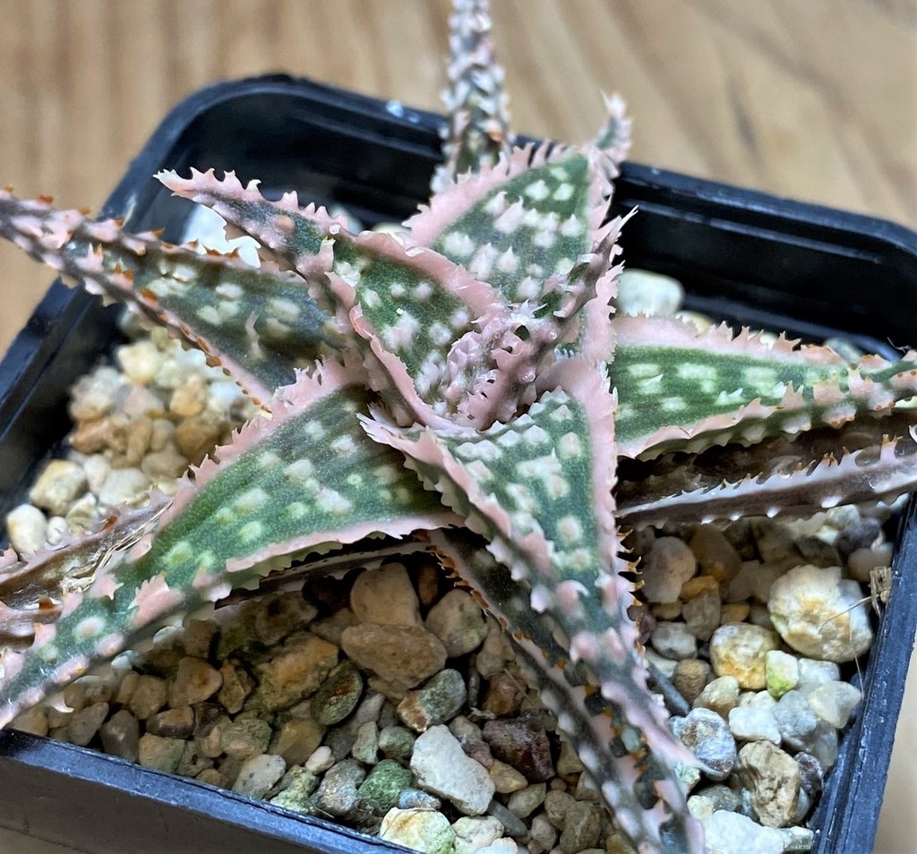 SH25987 Aloe TCT hybrid - Image 2