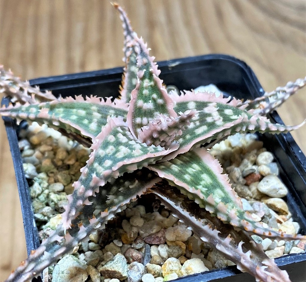 SH25987 Aloe TCT hybrid
