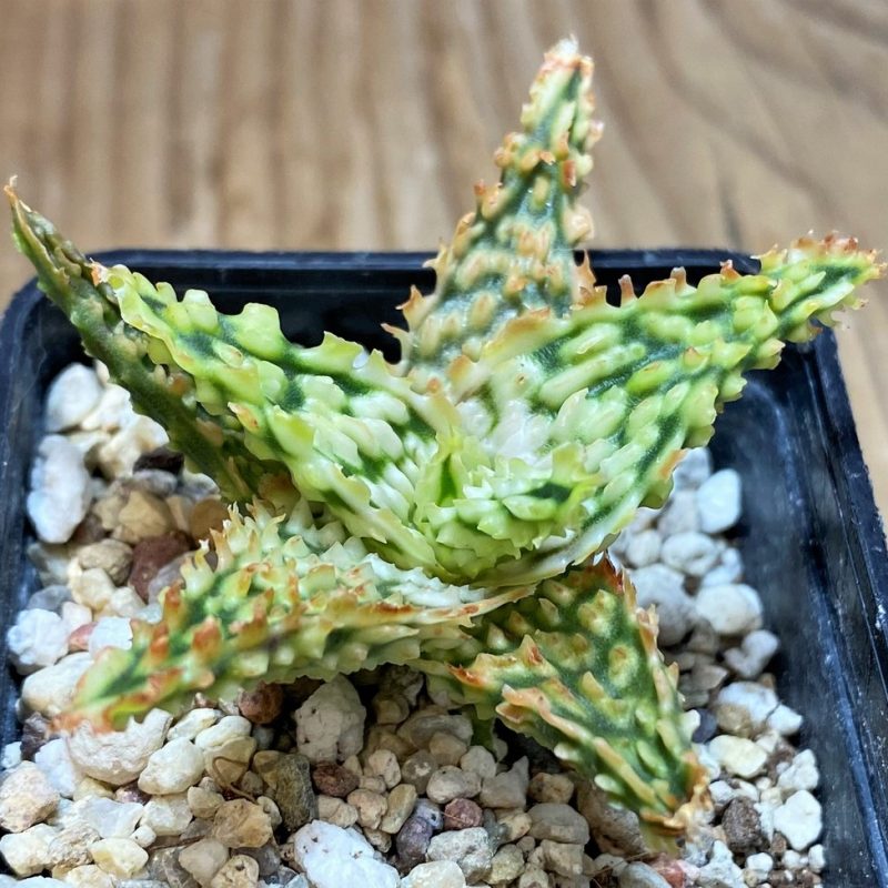 SH25988 Aloe TCT hybrid