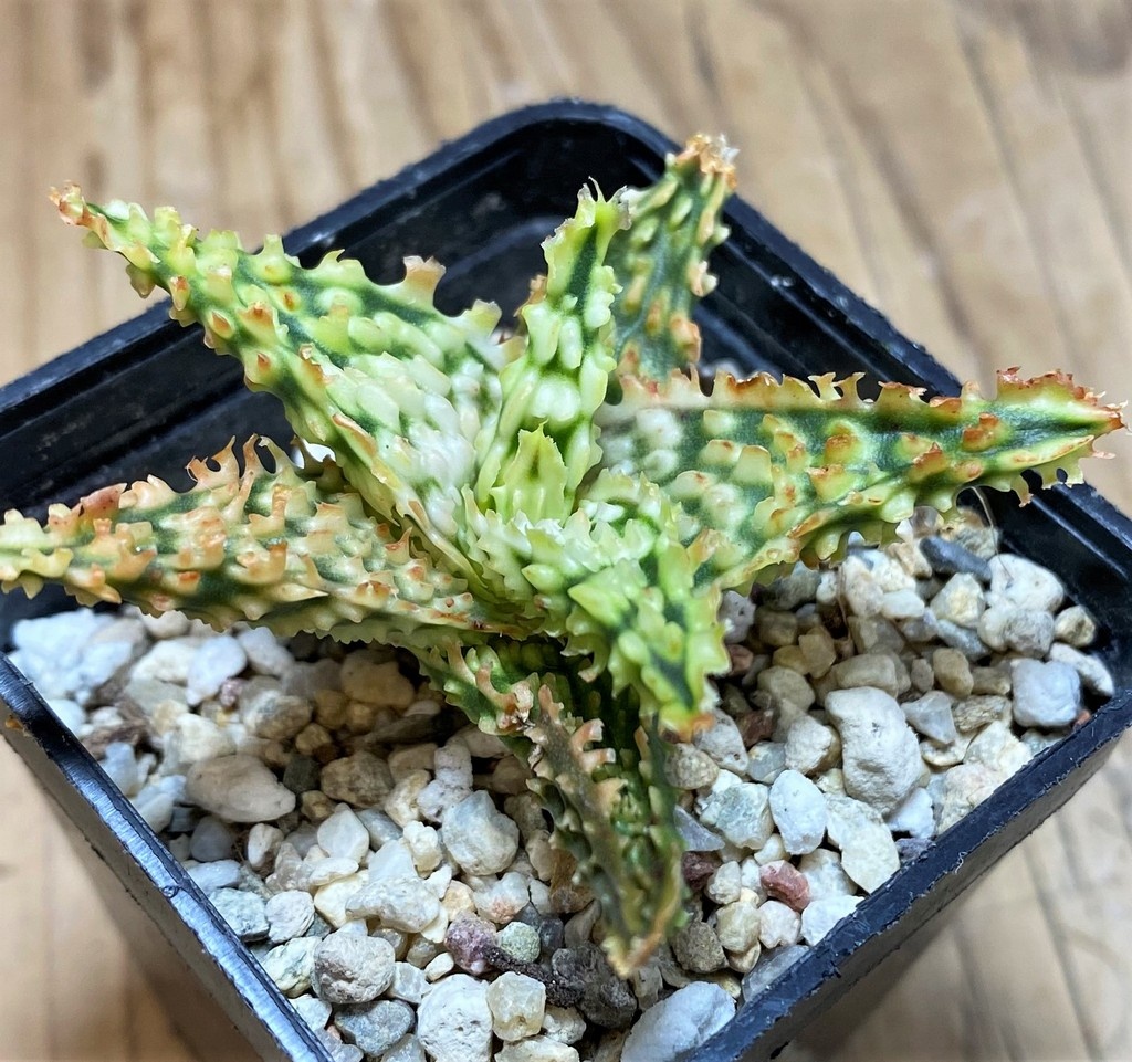 SH25988 Aloe TCT hybrid - Image 2