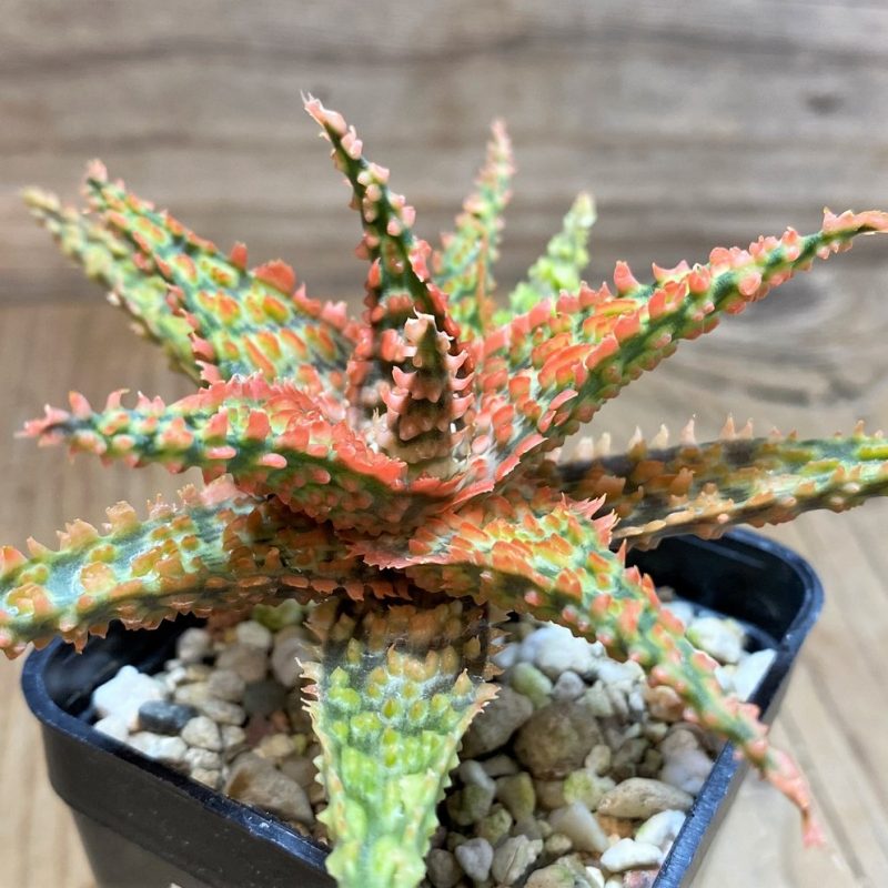 SH25989 Aloe TCT hybrid