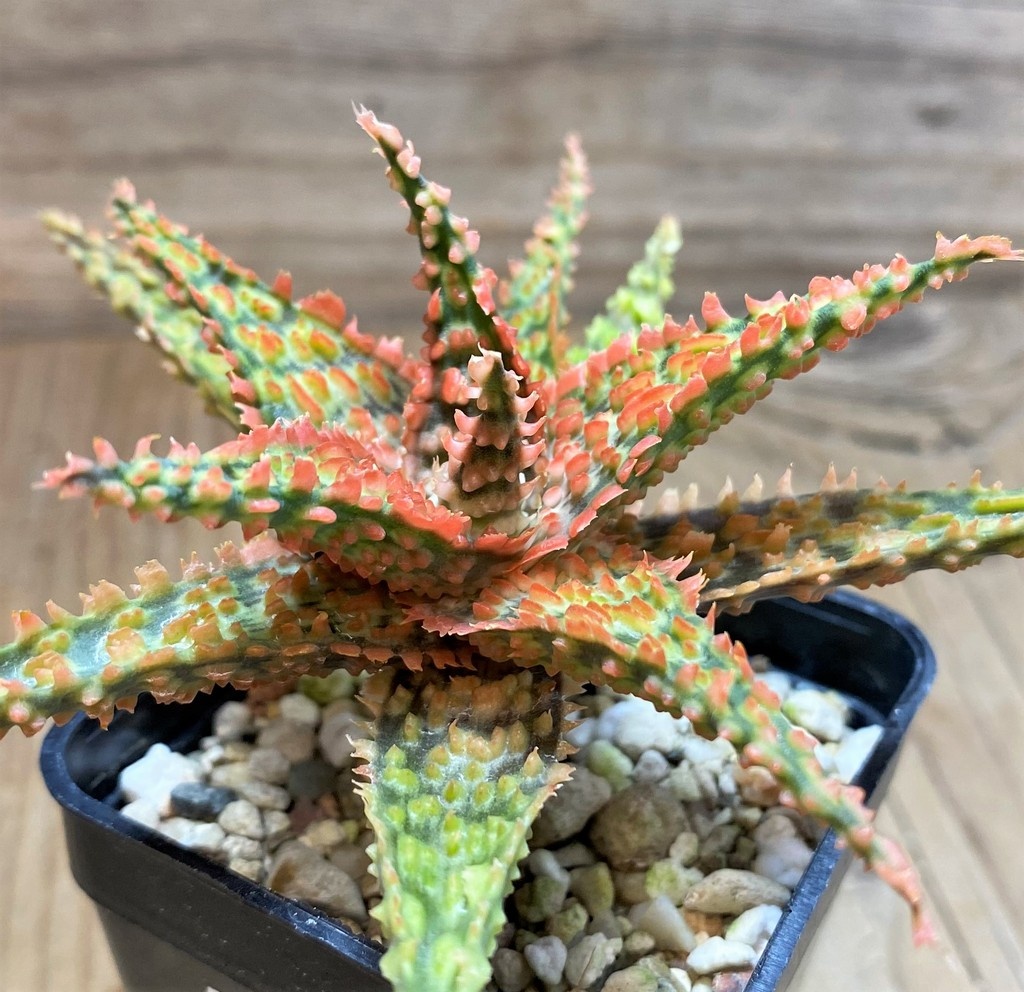 SH25989 Aloe TCT hybrid