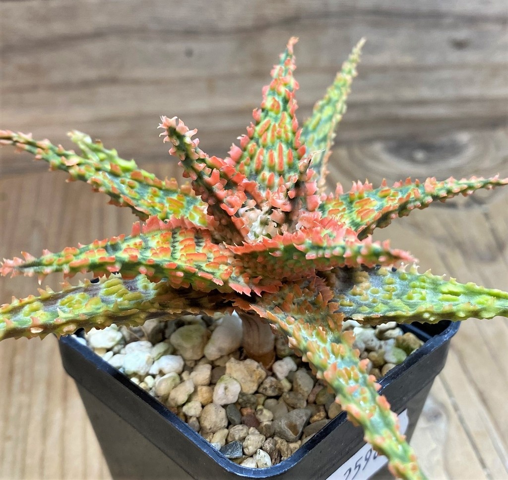 SH25989 Aloe TCT hybrid - Зображення 2