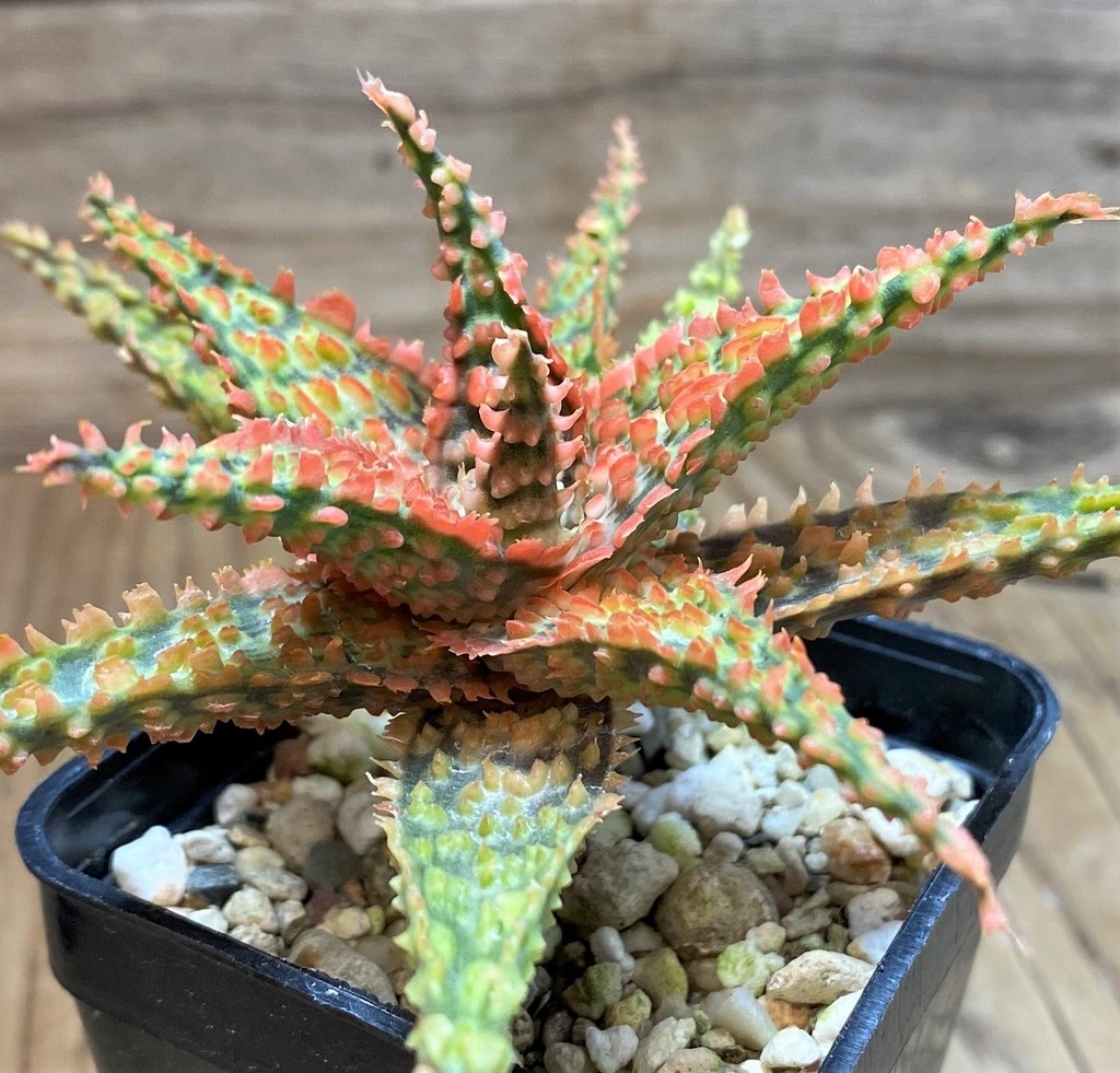 SH25989 Aloe TCT hybrid - Зображення 3