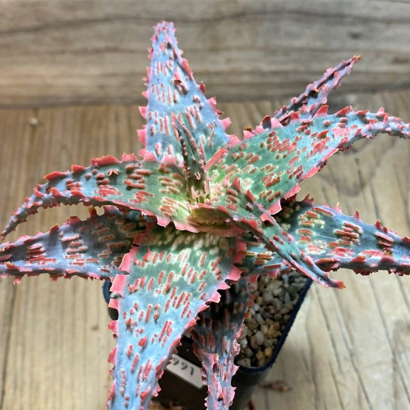 SH25991 Aloe TCT hybrid