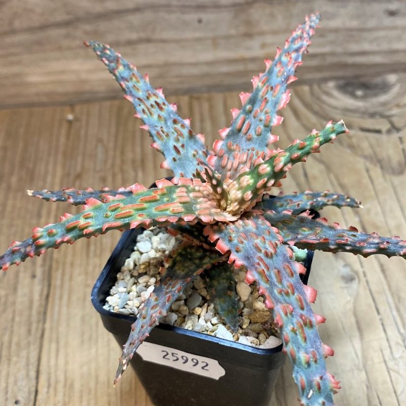 SH25992 Aloe TCT hybrid
