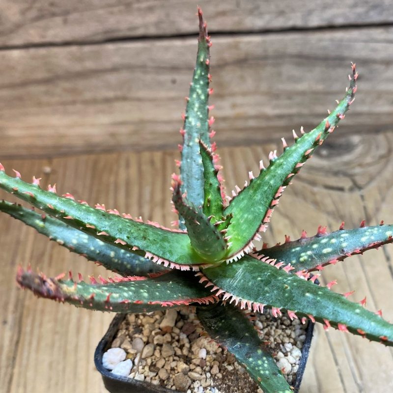 SH25993 Aloe TCT hybrid