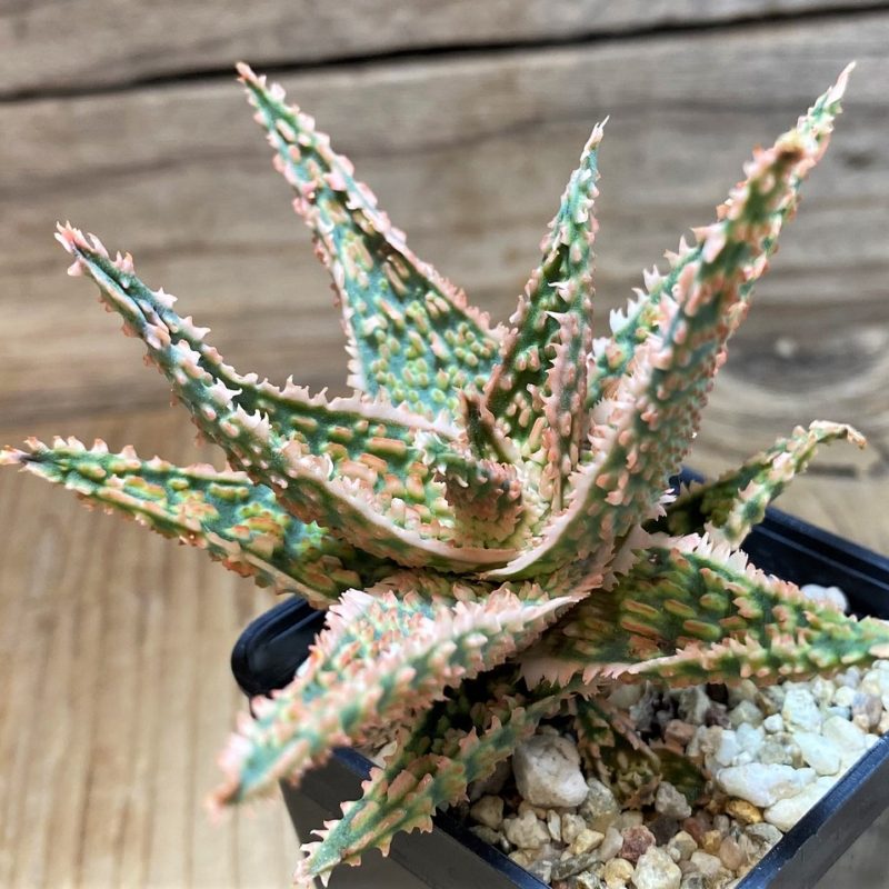 SH25994 Aloe TCT hybrid