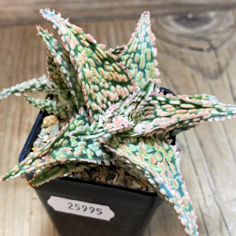 SH25995 Aloe TCT hybrid