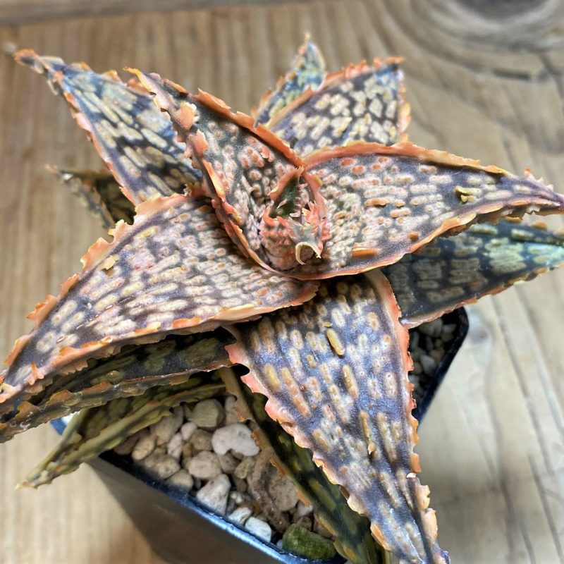 SH25996 Aloe TCT hybrid