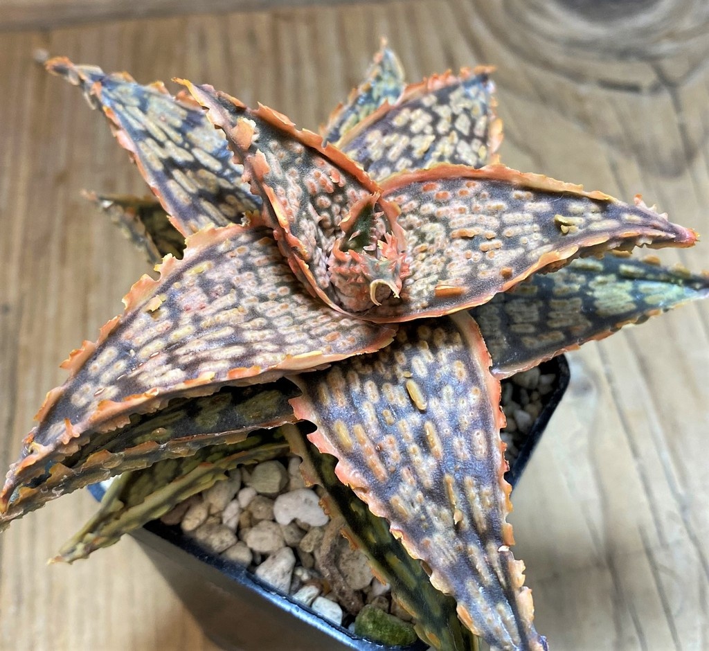 SH25996 Aloe TCT hybrid