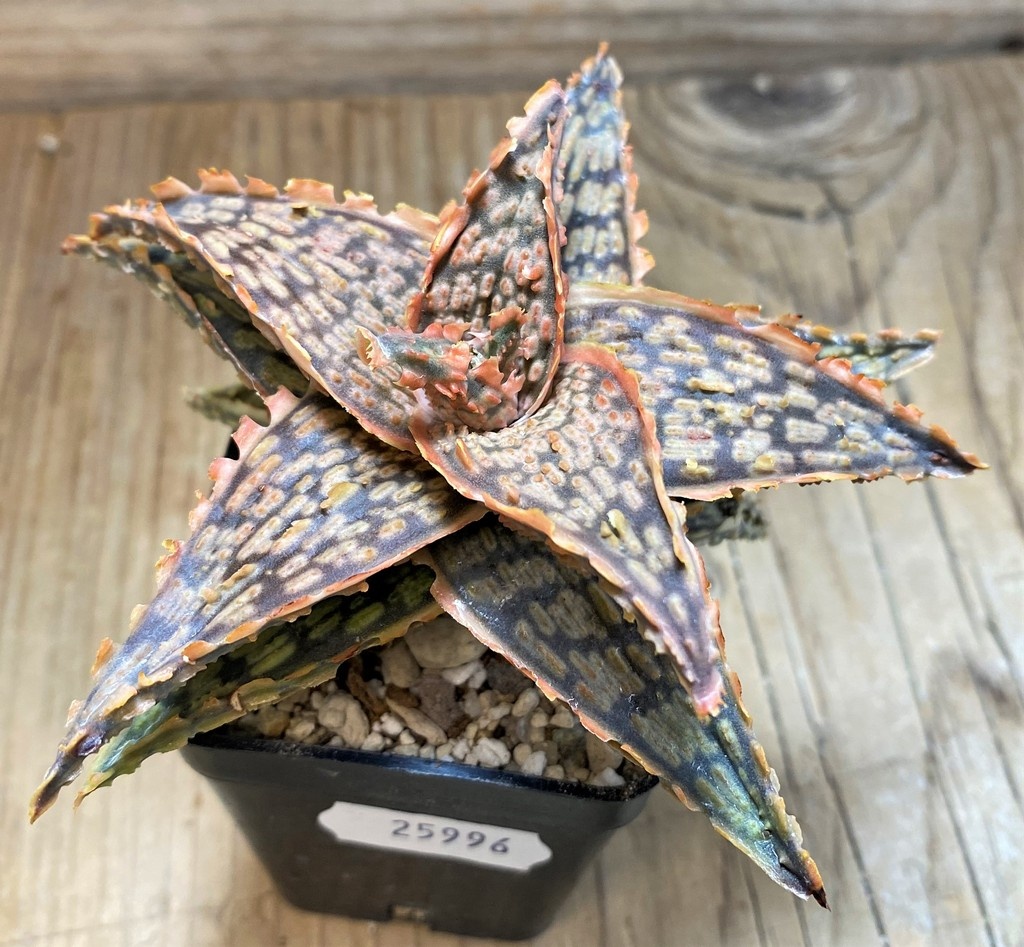 SH25996 Aloe TCT hybrid - Зображення 2