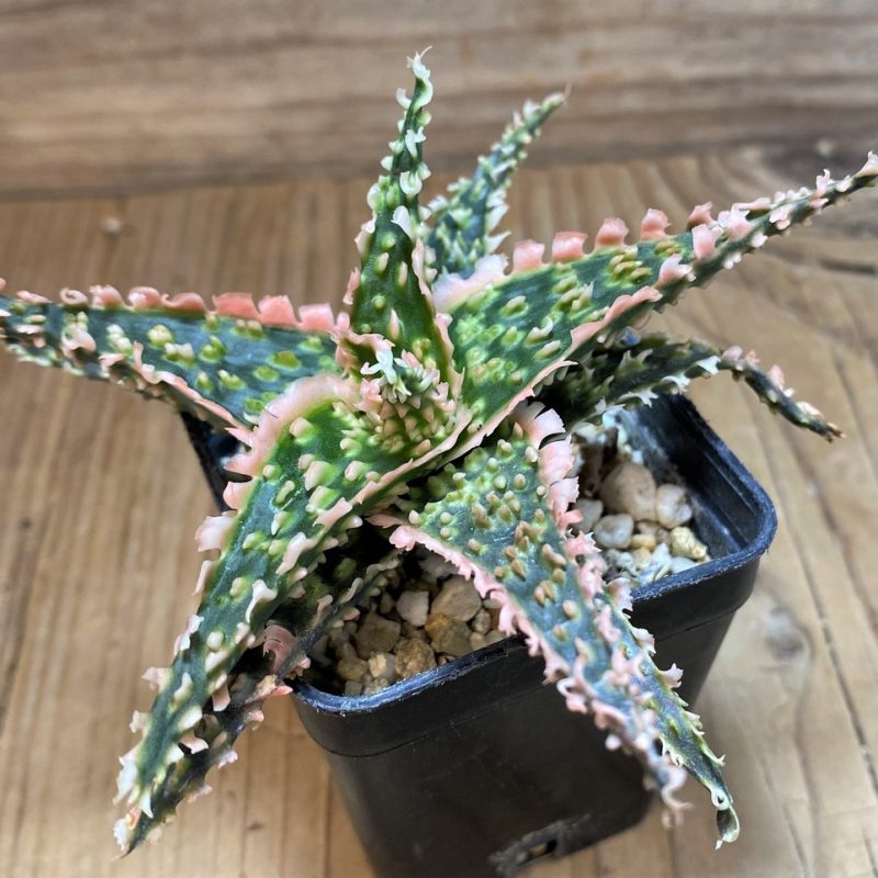 SH25997 Aloe TCT hybrid
