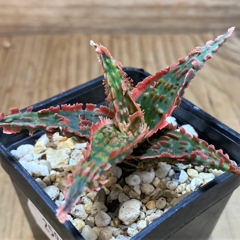 SH25998 Aloe TCT hybrid