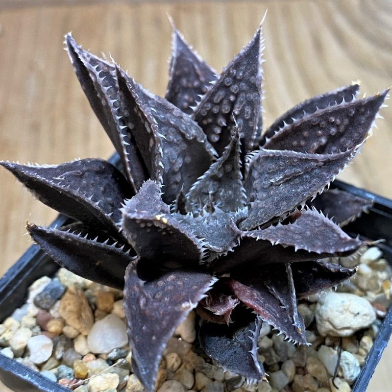 SH25956 Haworthia