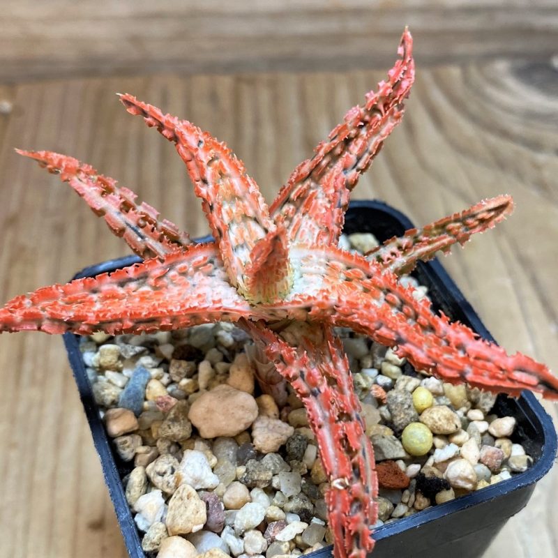 SH25999 Aloe TCT hybrid