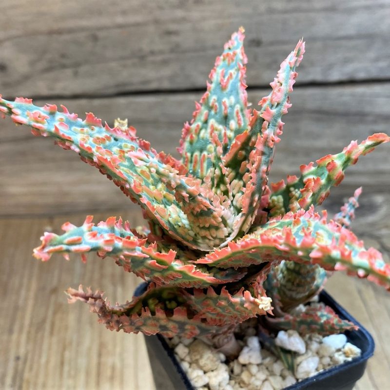 SH26000 Aloe TCT hybrid