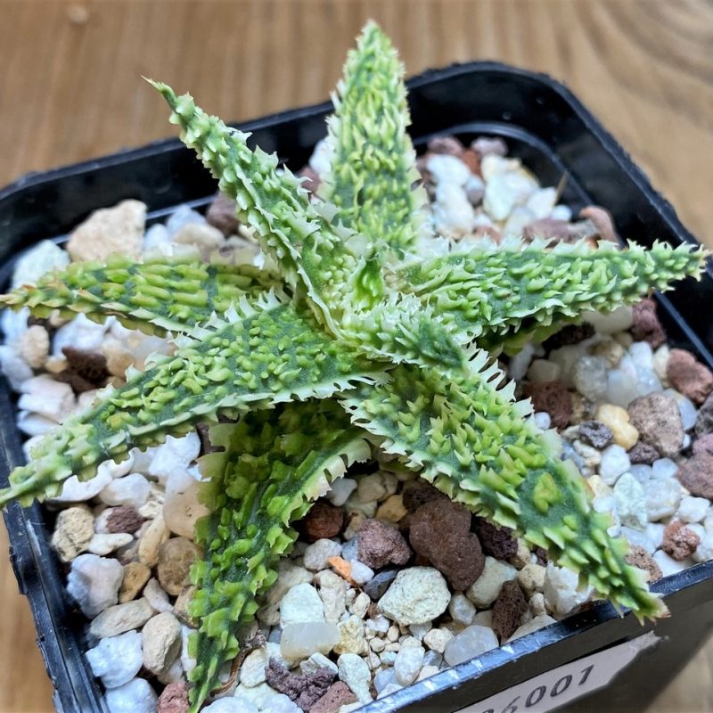 SH26001 Aloe TCT hybrid