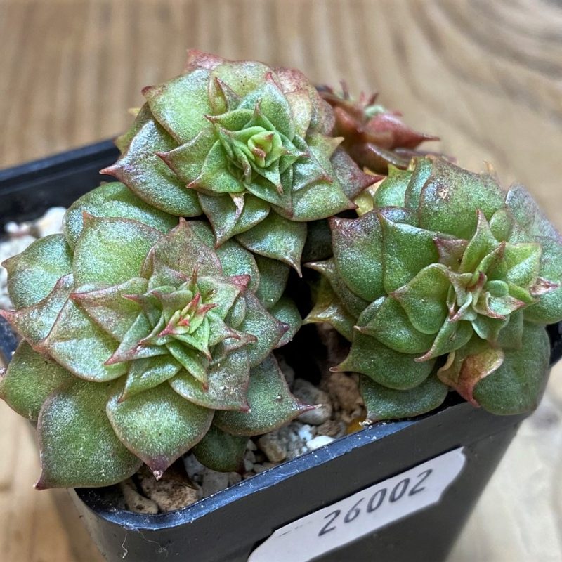 SH26002 Echeveria ‘Golden Flame’