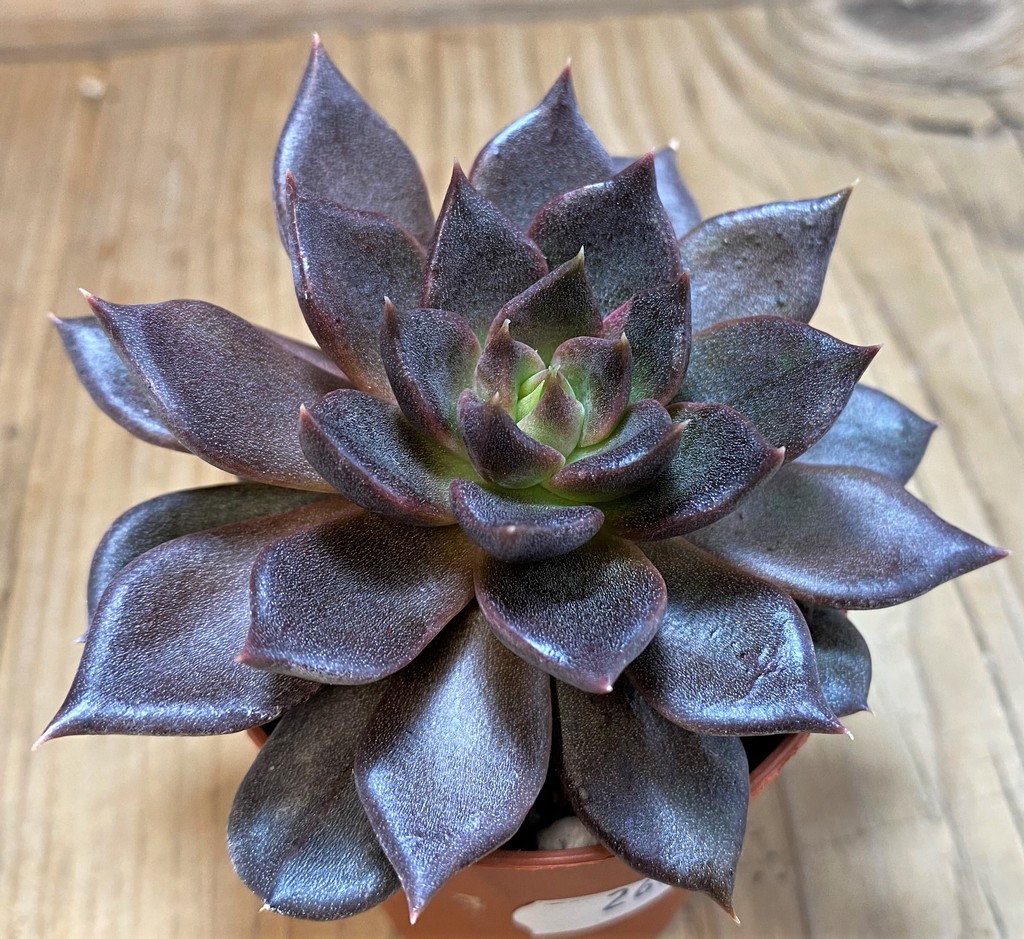 SH26003 Echeveria ‘Black Prince’
