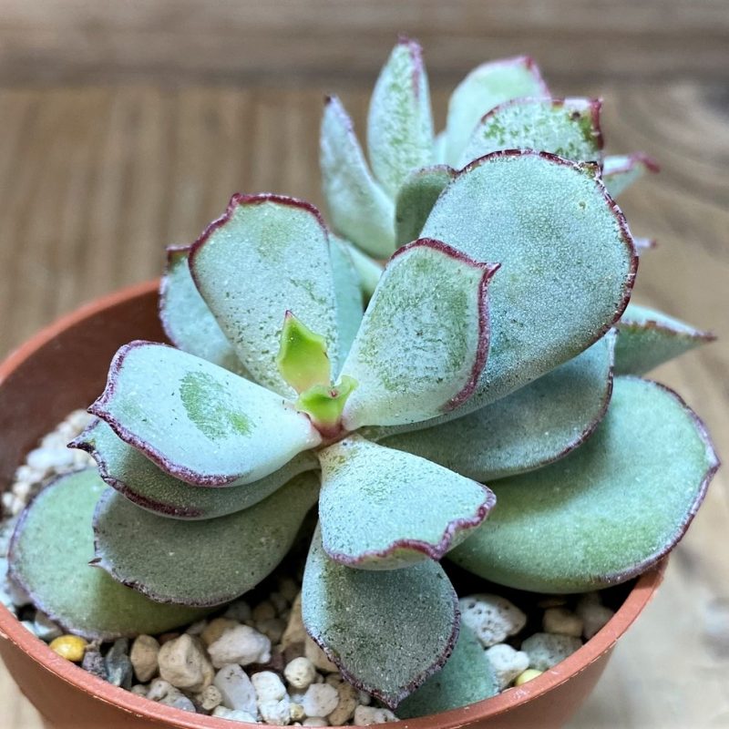 SH26005 Cotyledon 'Choco Line'