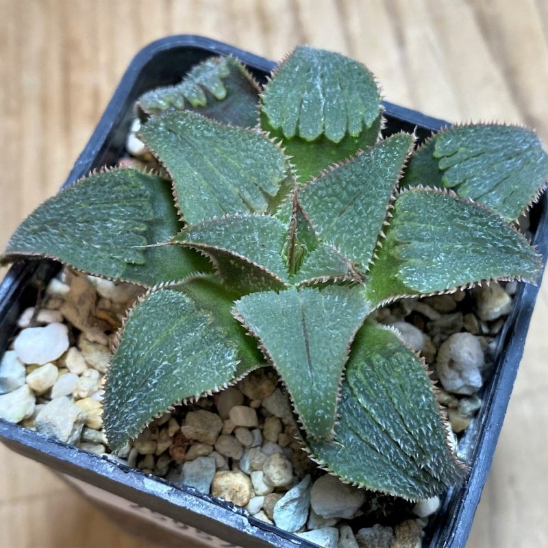 SH25957 Haworthia