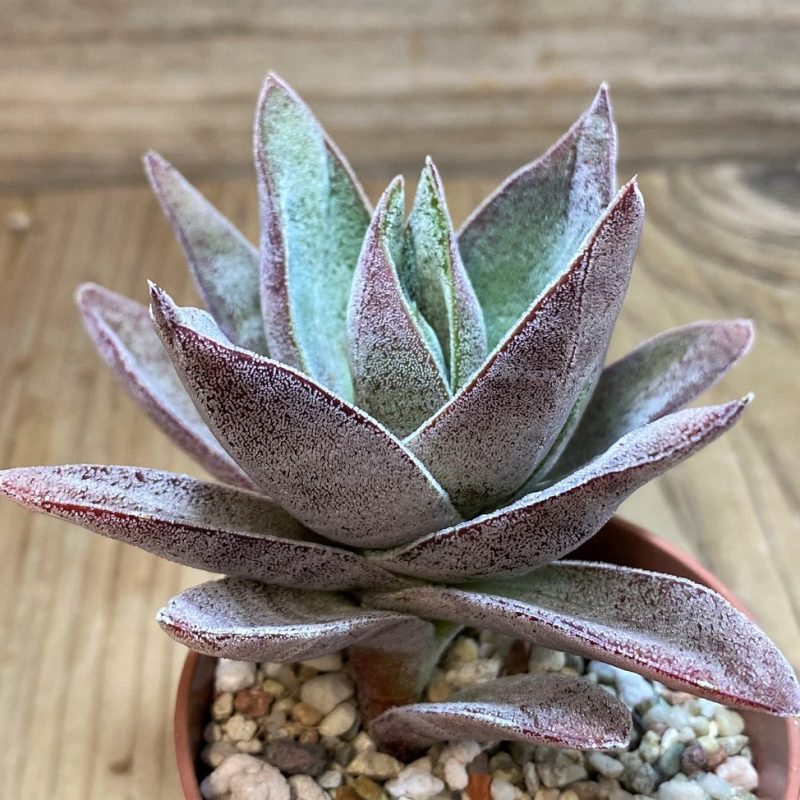 SH26006 Crassula ‘Garnet Lotus’